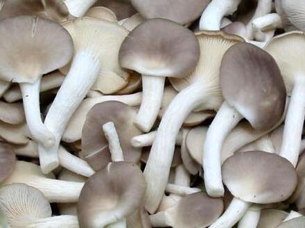 平菇、鳳尾菇的干制