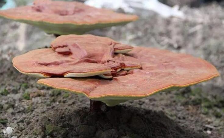 靈芝的烘干處理